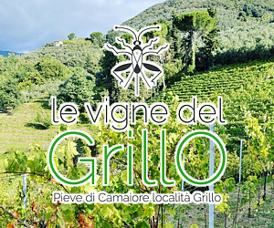 LE VIGNE DEL GRILLO